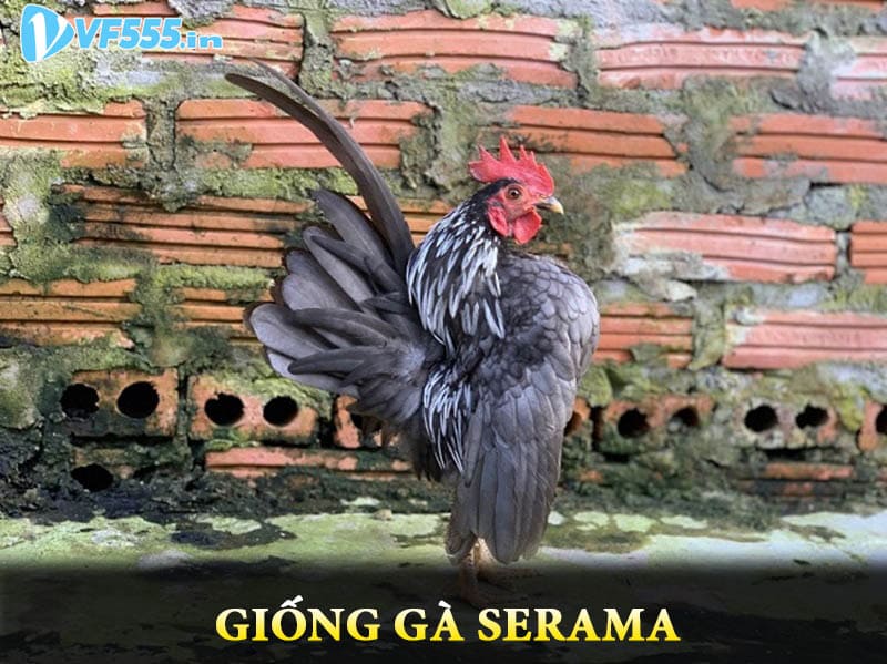 Giống gà Serama - giống gà thượng lưu với mức giá cực “chát”